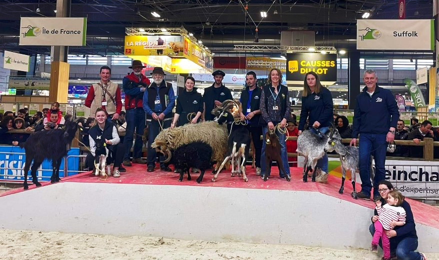 Ring ovins au salon de l'agriculture 2024