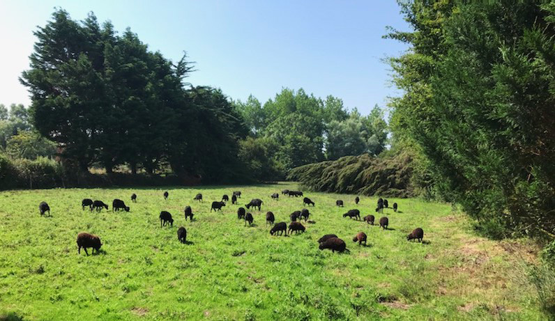 GEMO mouton d'ouessant